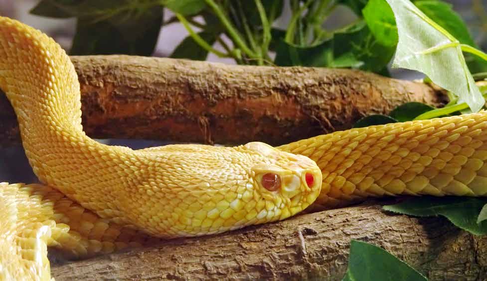 Exposition de reptiles, Yverdon-les-Bains