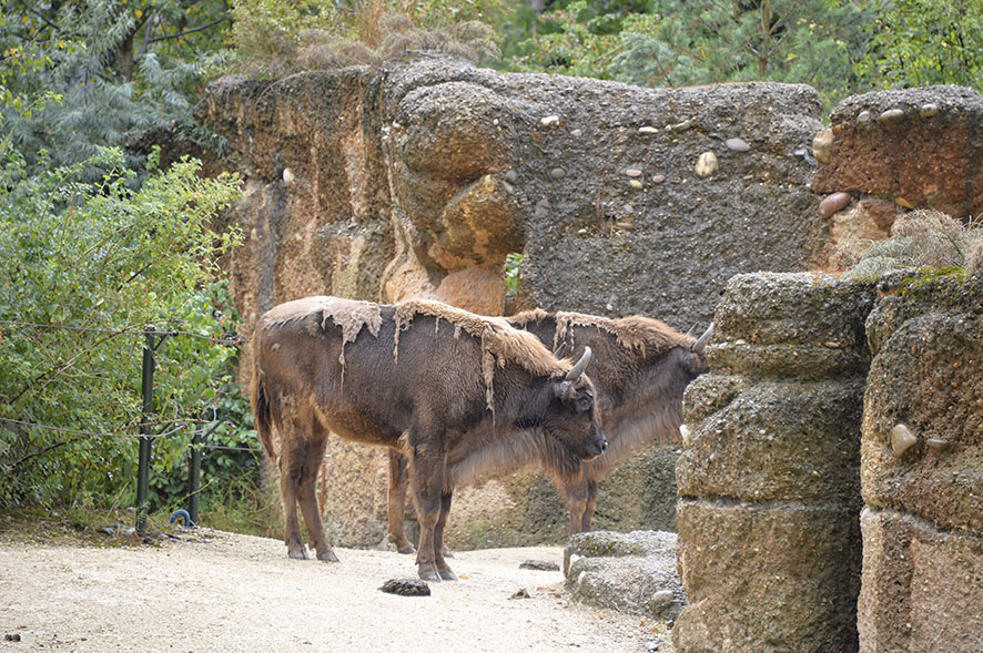 Tierpark Lange Erlen, Basel
