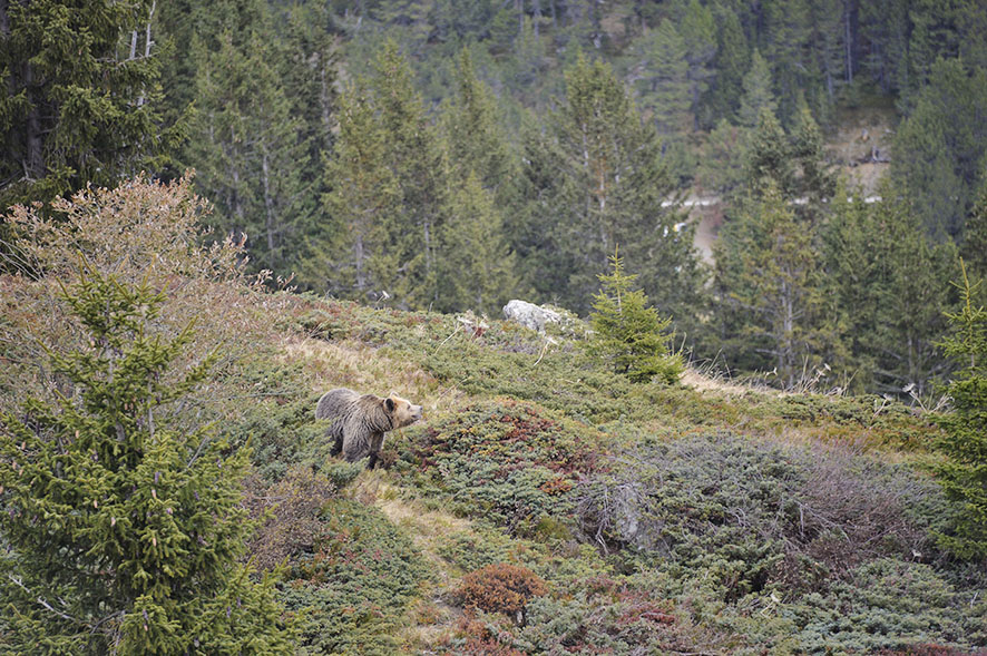 Arosa Bärenland, Arosa