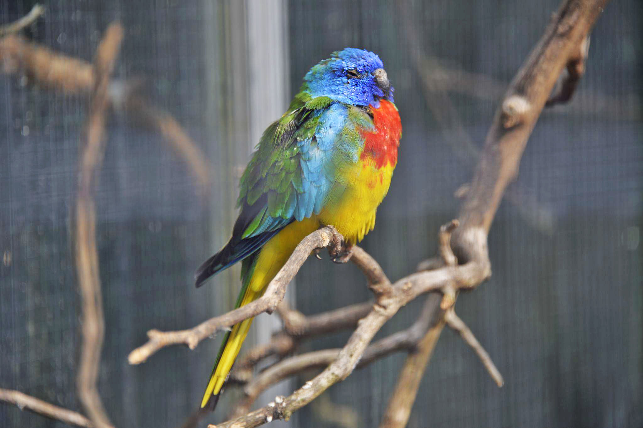 Voliere Lindengutpark, Winterhur