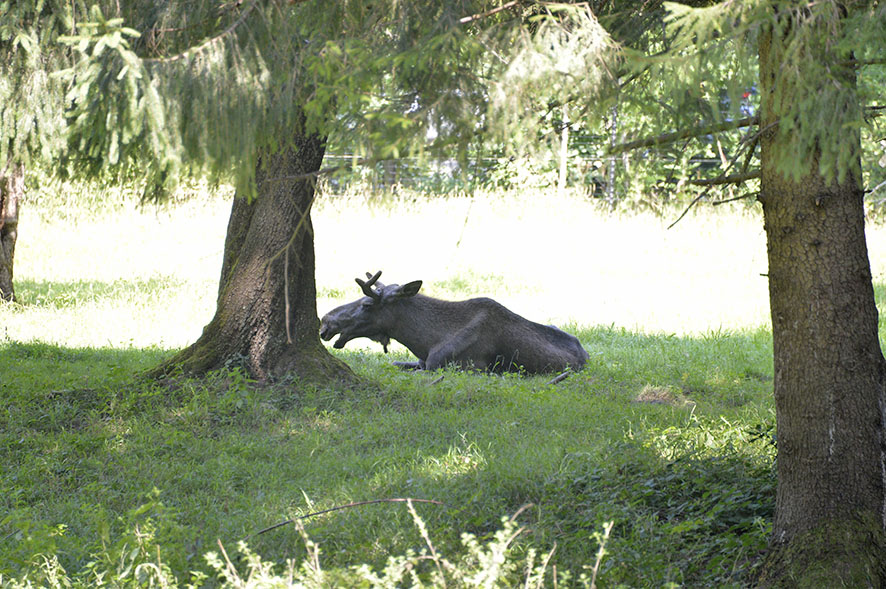 Wildnispark Zürich, Langenberg