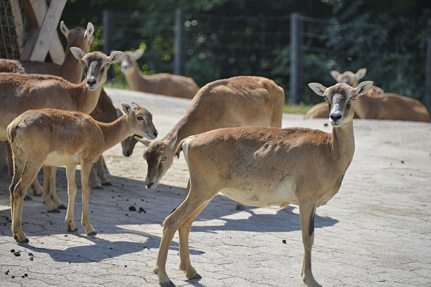Wildpark Bruderhaus, Winterthur