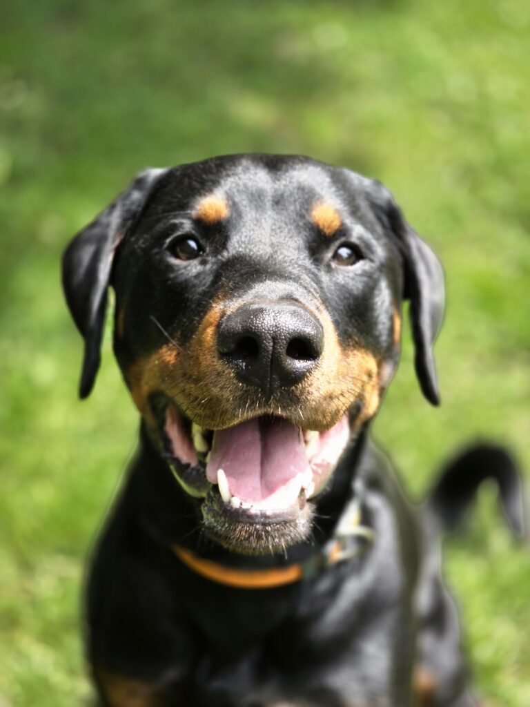Django, ein lieber 48kg Rottweiler x Dobermann