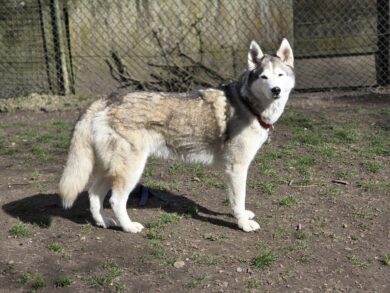 Tilda, eine liebe & verschmuste Husky-Hündin