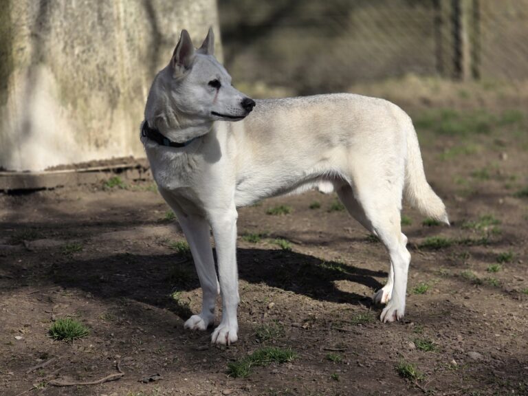 Oskar, ein anfänglich zurückhaltender Husky-Rüde