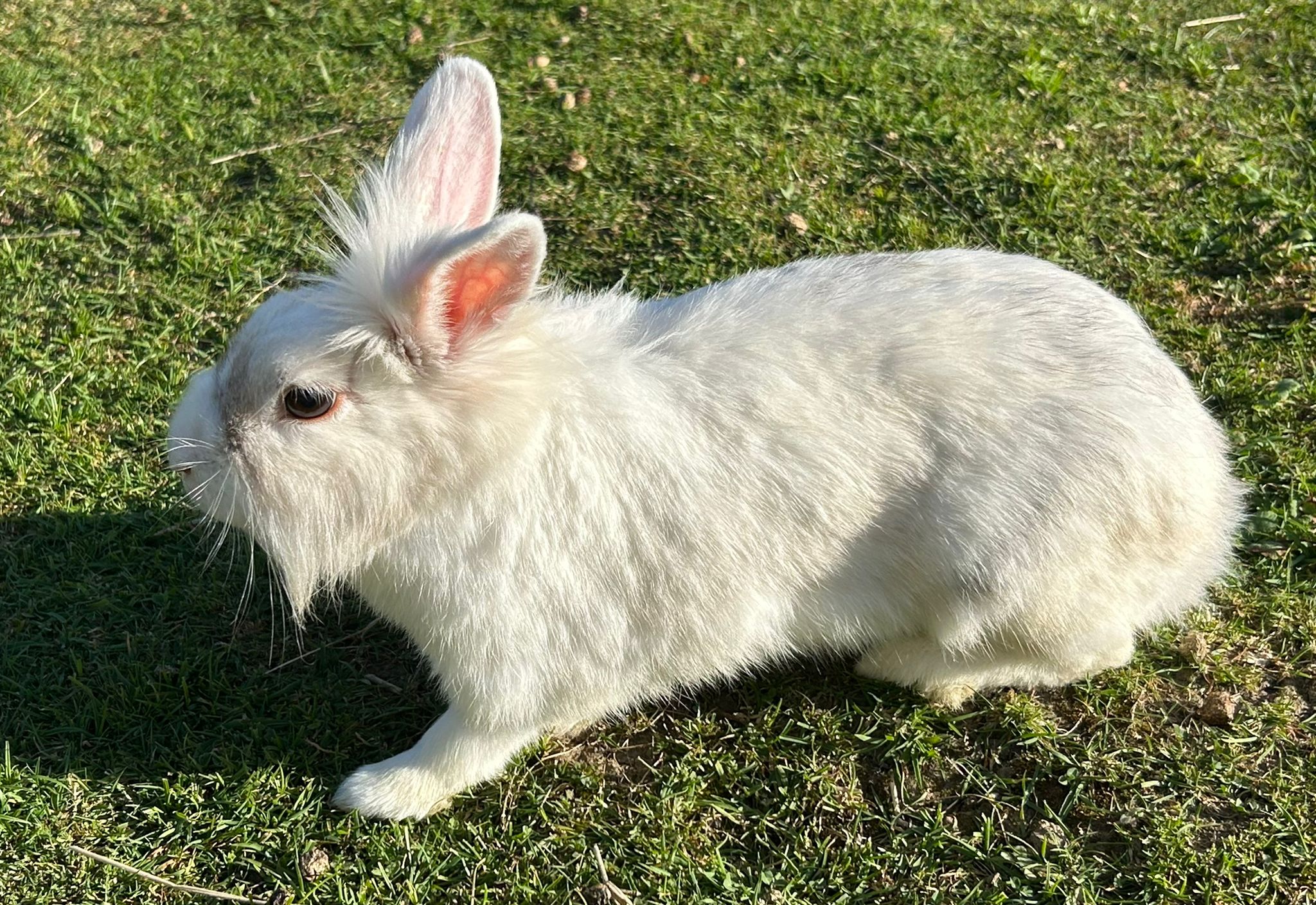 Kaninchen Dix