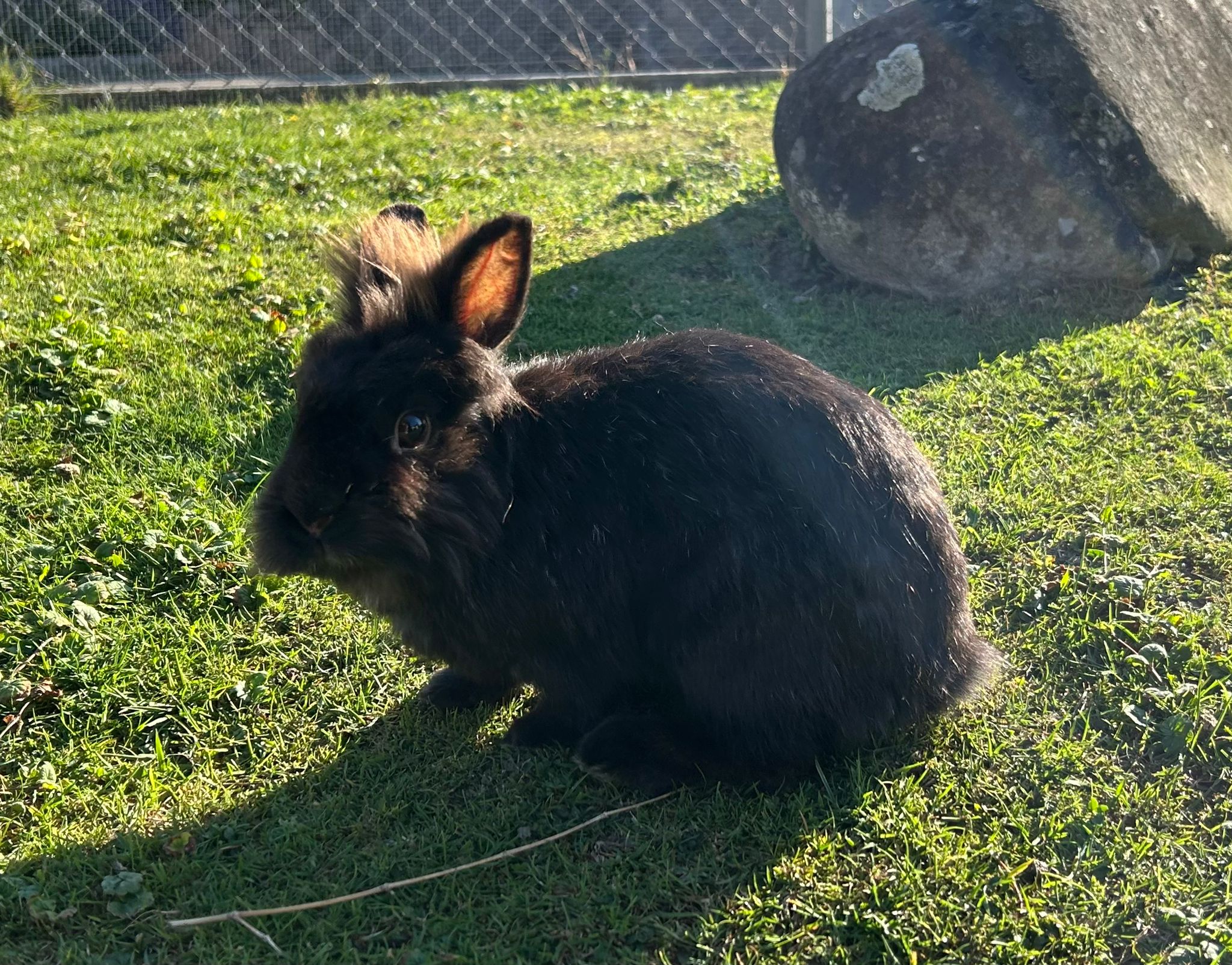 Kaninchen Ocam