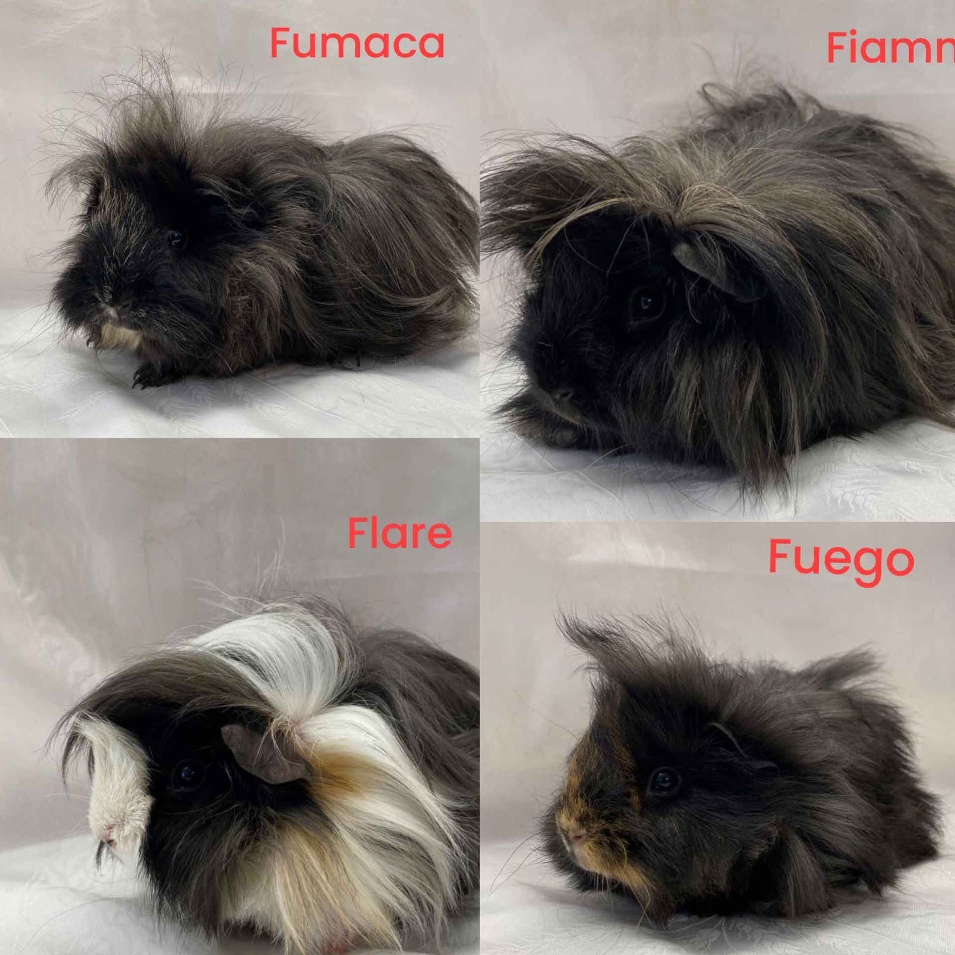 Meerschweinchen-Harem