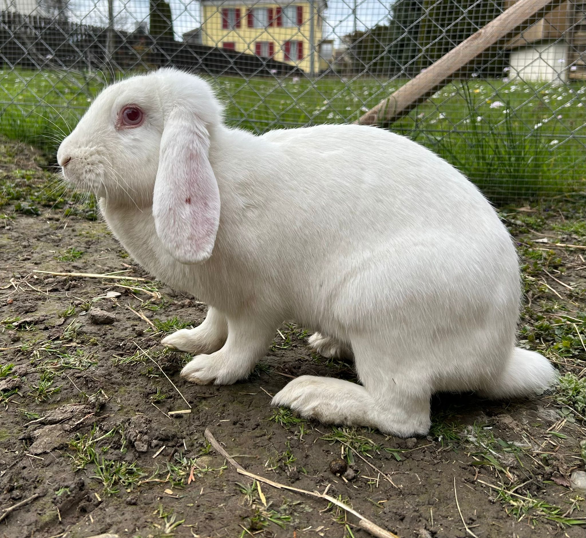Kaninchen Vanilla